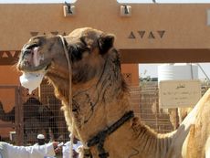 113 Kamel mit Schaum.JPG